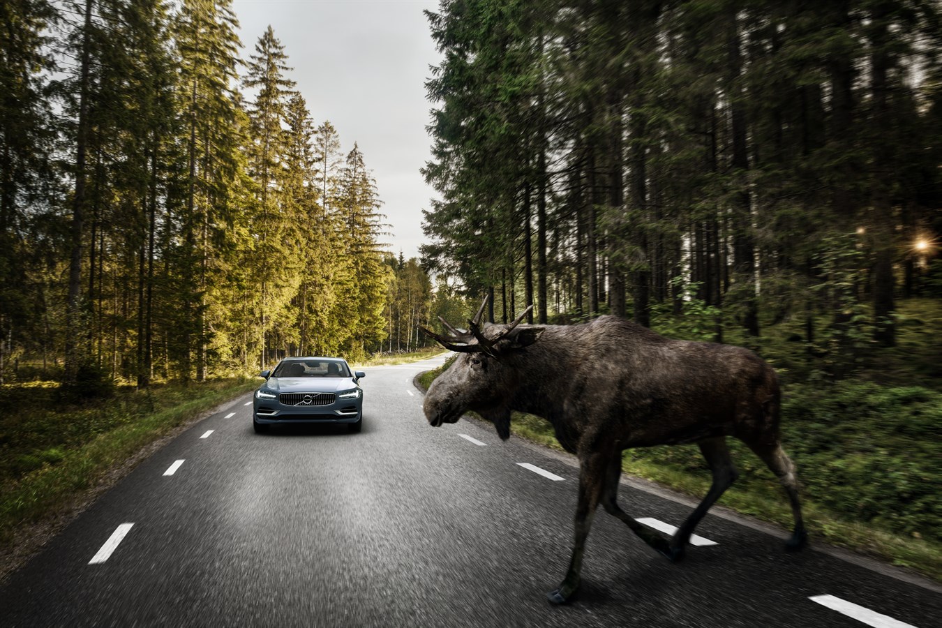 Volvo S90 - City Safety für große Tiere