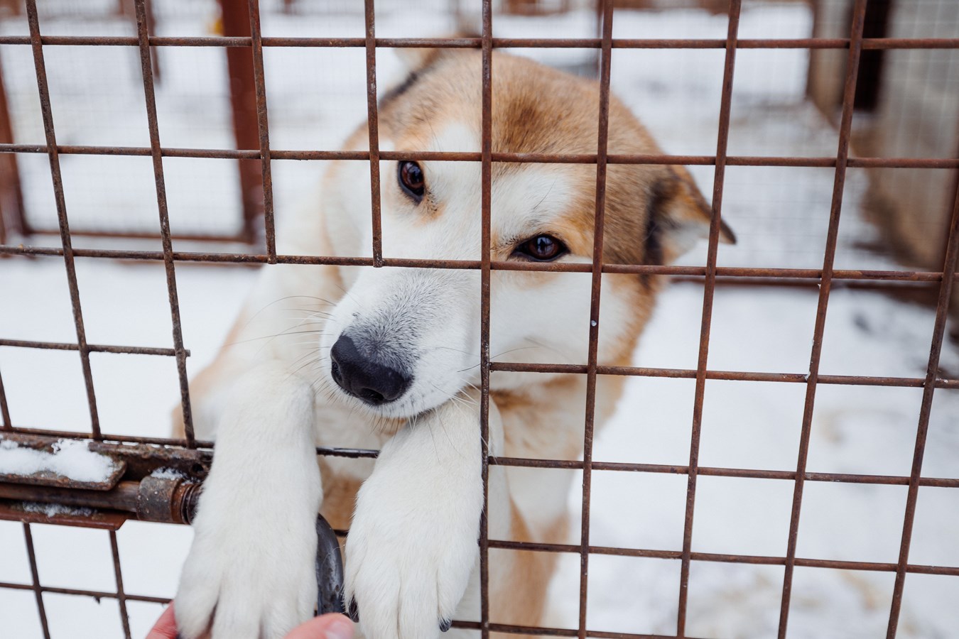 Команда Volvo Car Russia передала приюту для бездомных собак около тонны продовольствия и других товаров