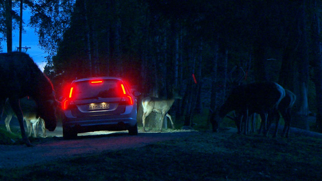 Volvo Car Corporation develops technology to avoid collisions with wild animals - Image Still