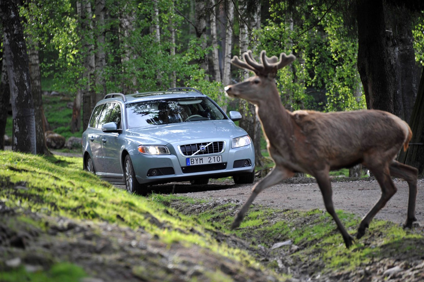 Volvo Cars, vahşi hayvanlarla çarpışmayı önleyici teknolojiler geliştiriyor