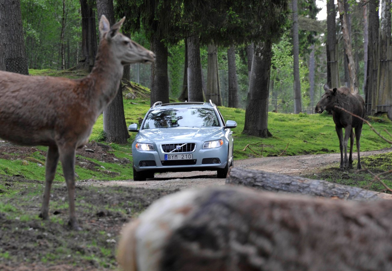 Volvo Cars, vahşi hayvanlarla çarpışmayı önleyici teknolojiler geliştiriyor
