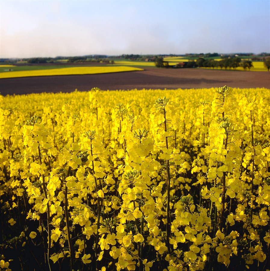 Rape seed, potential renewable material in future Volvo cars.