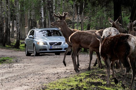 Volvo veiligheidssysteem helpt ongevallen met dieren voorkomen