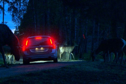 Video that shows how Volvo Car Corporation develops technology to avoid collisions with wild animals (2:28), with sound