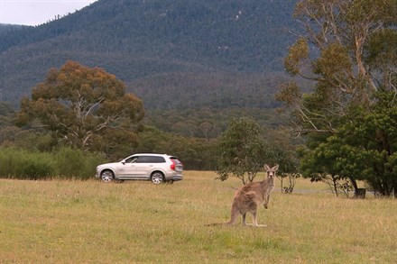 Volvo Cars ontwikkelt nieuwe technologie om aanrijdingen met kangoeroes te vermijden