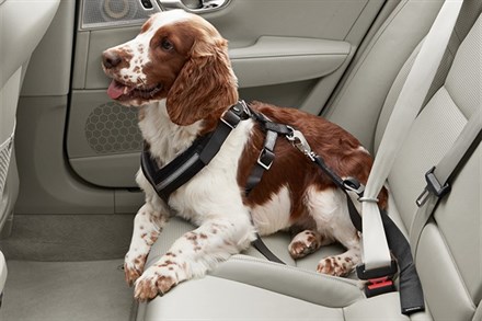One in Four Pet Parents Leave their Dog Home Due to Car Safety Worries