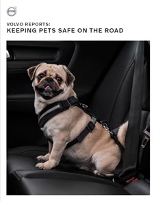 Keeping Pets Safe on the Road